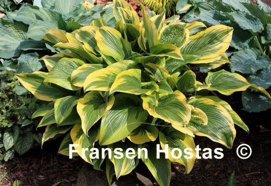 Hosta montana 'Aureomarginata'